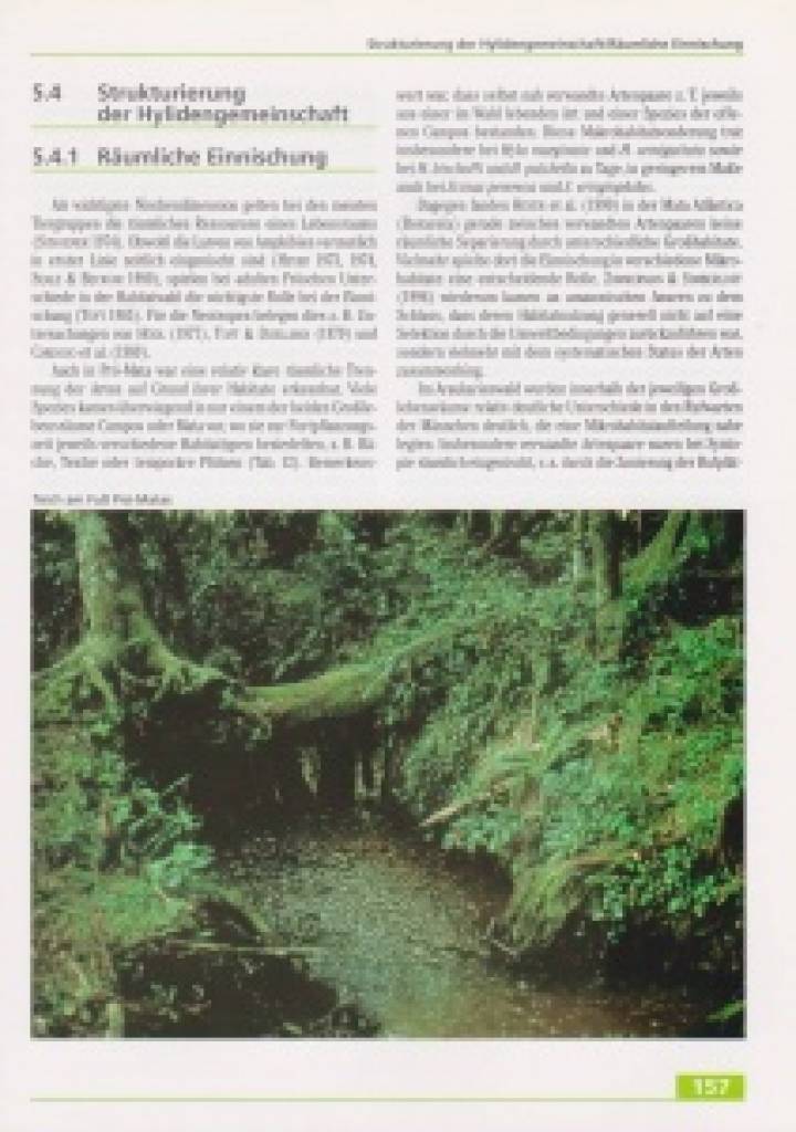 Frösche im brasilianischen Araukarienwald